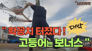 "학꽁치 터졌다! 고등어는 보너스" 대박 #투망 #바다투망 #취미 #취미생활 #fishing #활어횟감 #학꽁치 #고등어