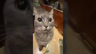 take this cat :D