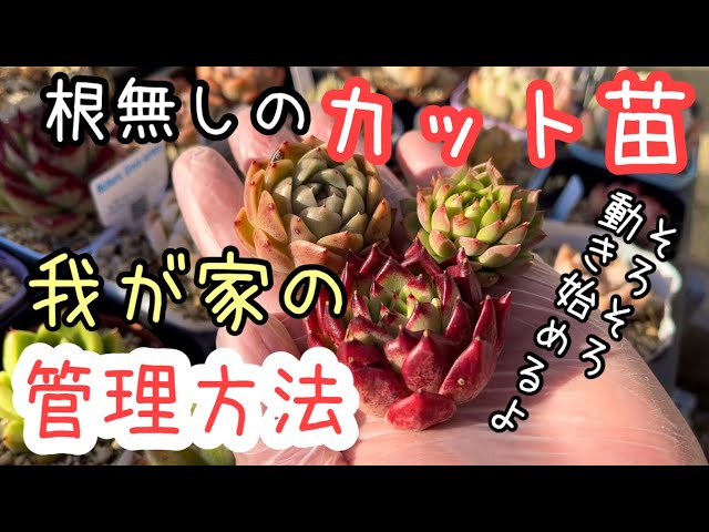 多肉植物】カット苗が動き出す！多肉の変化をしっかり観察しよう！お水