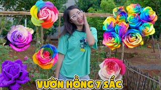 Chị Đã Trồng Được Một Vườn Hoa Hồng Cực Đẹp