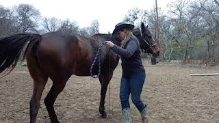 Groundwork for success - Groundwork Exercises routine for a green horse