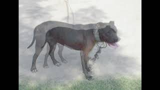 Punchline Kennels Yard Tour 93