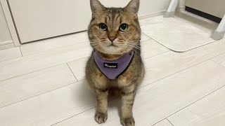 リードをつけて約1年ぶりにお外へ出ようと思います(前編)