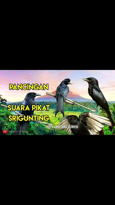Suara Pikat Burung Srigunting Ribut/Tarung #shortvideo #shots #kicauburung #srigunting