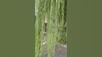 Amazing Weeping Tree #amazing #beautiful #weepingwillow #shorts #like #subscribe