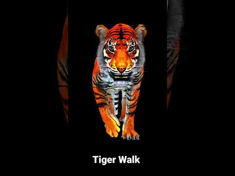 Tiger walking video,tiger,3D Tiger,Tiger Walk,tiger walking  @kiranbaba1