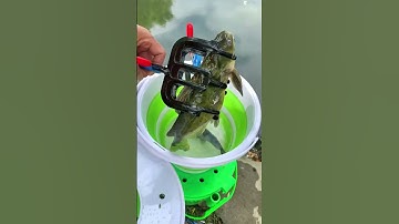 Kìm kẹp cá thông minh, tiện dụng mang đi câu cá #fishing #shorts