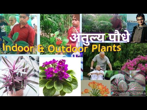 #Indoor plants and #outdoor plants in Jawahar nursery and farm house