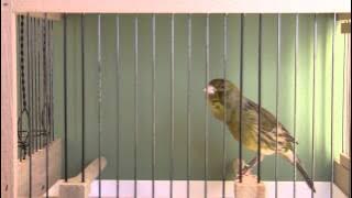 Timbrado-Espanol-Ringnummer:210624-14-29-Gesangstyp-Classico