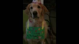 Pradas Bunch Golden Retriever After Birthday Party Celebration