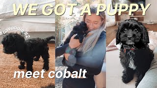 WE GOT A PUPPY | Bringing Home our New Cavapoo Puppy & Introducing our New Puppy to our Dog Lulu