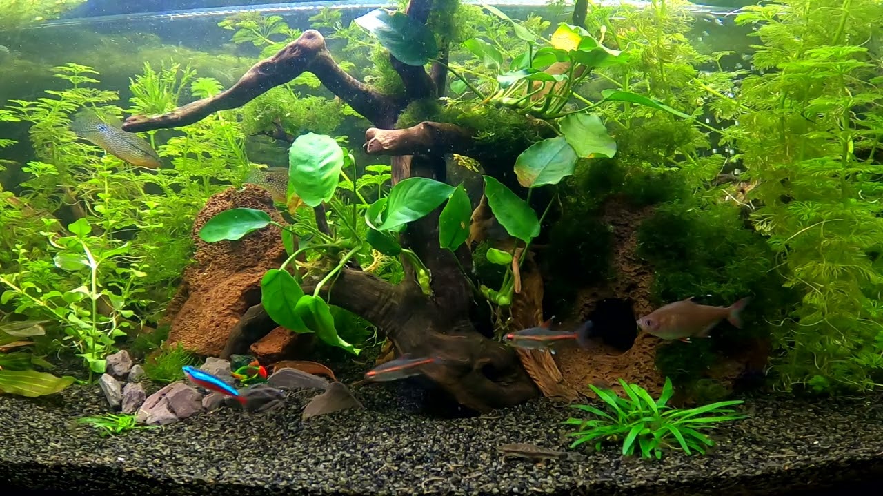 Aquarium with sound (no loop)