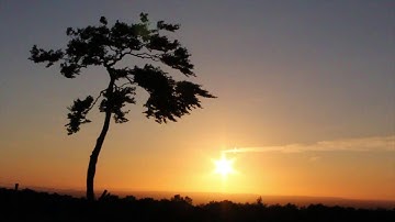 Lonely tree at Sunset -time lapse