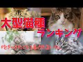 大きい猫ランキング〜抱きつきたい大型の猫種５選〜
