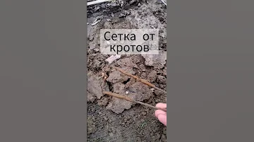 Сетка от кротов! Если у вас есть кроты, посмотрите это видео!