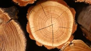 HOLZ - 257ers - 1 Stunde!