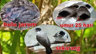 PERKEMBANGAN ANAK BURUNG KUTILANG DARI BULU JARUM SAMPAI DEWASA DAN GACOR #anakburungkutilang