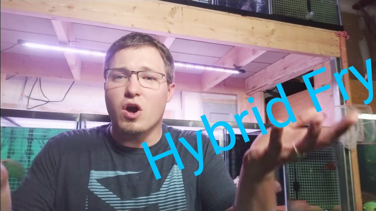 Hybrid Fry What Will My Fry Look Like? YouTube