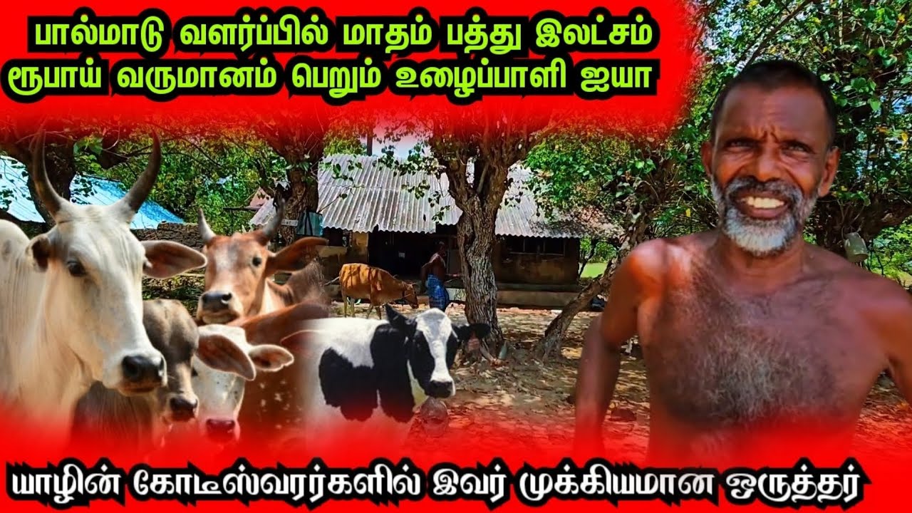 பால்மாடு வளர்ப்பு மூலம் மாதம் பத்து இலட்சம் ரூபாய் வருமானம் பெறும் யாழ்ப்பாண கோடீஸ்வர உழைப்பாளி