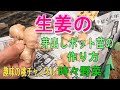【生姜】芽出しポット苗の　作り方　22/4/18