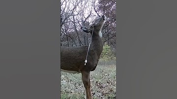 Dieren die hun eigen dood veroorzaken, deel 2. #feiten #dierfeiten #wilde dieren