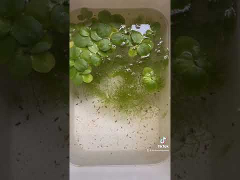 Tách đẻ cho cá bảy màu, một số mẹo nhận biết cá sắp đẻ Phần 2