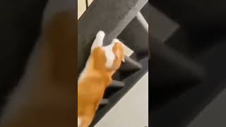 Cat Climbs Stairs Backwards #shorts