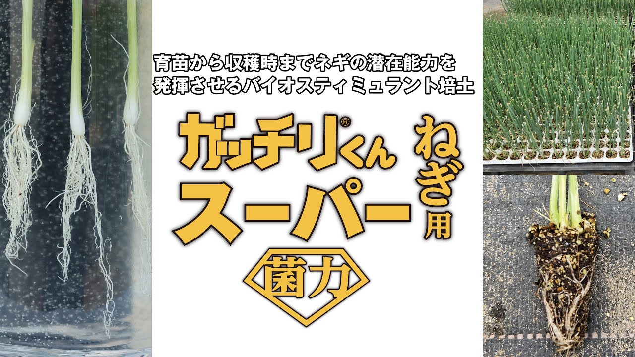 ガッチリくんスーパーねぎ用」有用菌が育苗中に共生し、より太く根張り