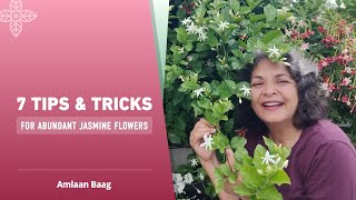 7 Tips & Tricks For Abundant Jasmine Flowers | इन 7 टिप्स से मोगरे में बेशुमार फूल आएंगे