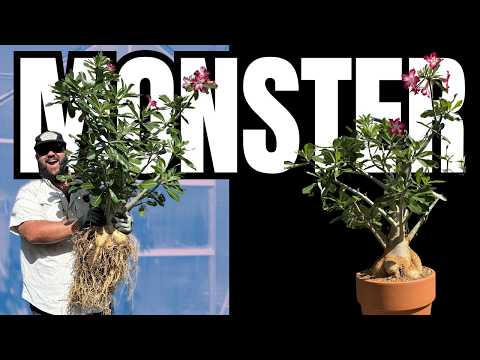 GIANT Desert Rose Repotting! | Massive Caudex Reveal!