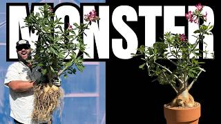 GIANT Desert Rose Repotting! | Massive Caudex Reveal!