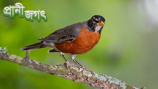 আমেরিকান রবিন | অপূর্ব সুন্দর গায়ক পাখি | প্রাণী জগৎ | American robin | Flame robin | Prani Jagat screenshot 5