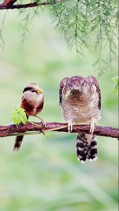 Burung berbagi makanan.
