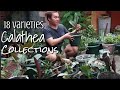 18 Varieties Of Calathea in Our Home | Calathea Collection