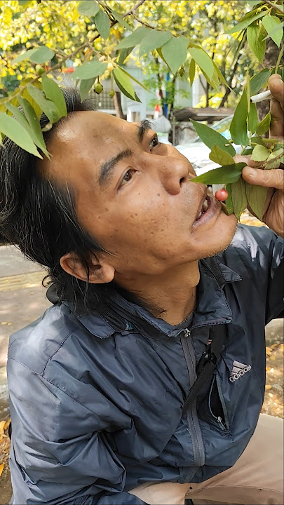 Makan buah kersen dari pohonnya