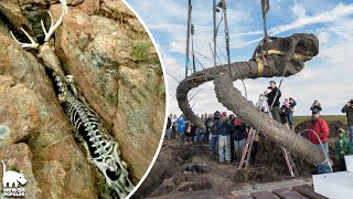 Download Lagu Ditemukan Tulang Mengerikan! Inilah Penemuan Kerangka Hewan Purba Paling Mencengankan MP3