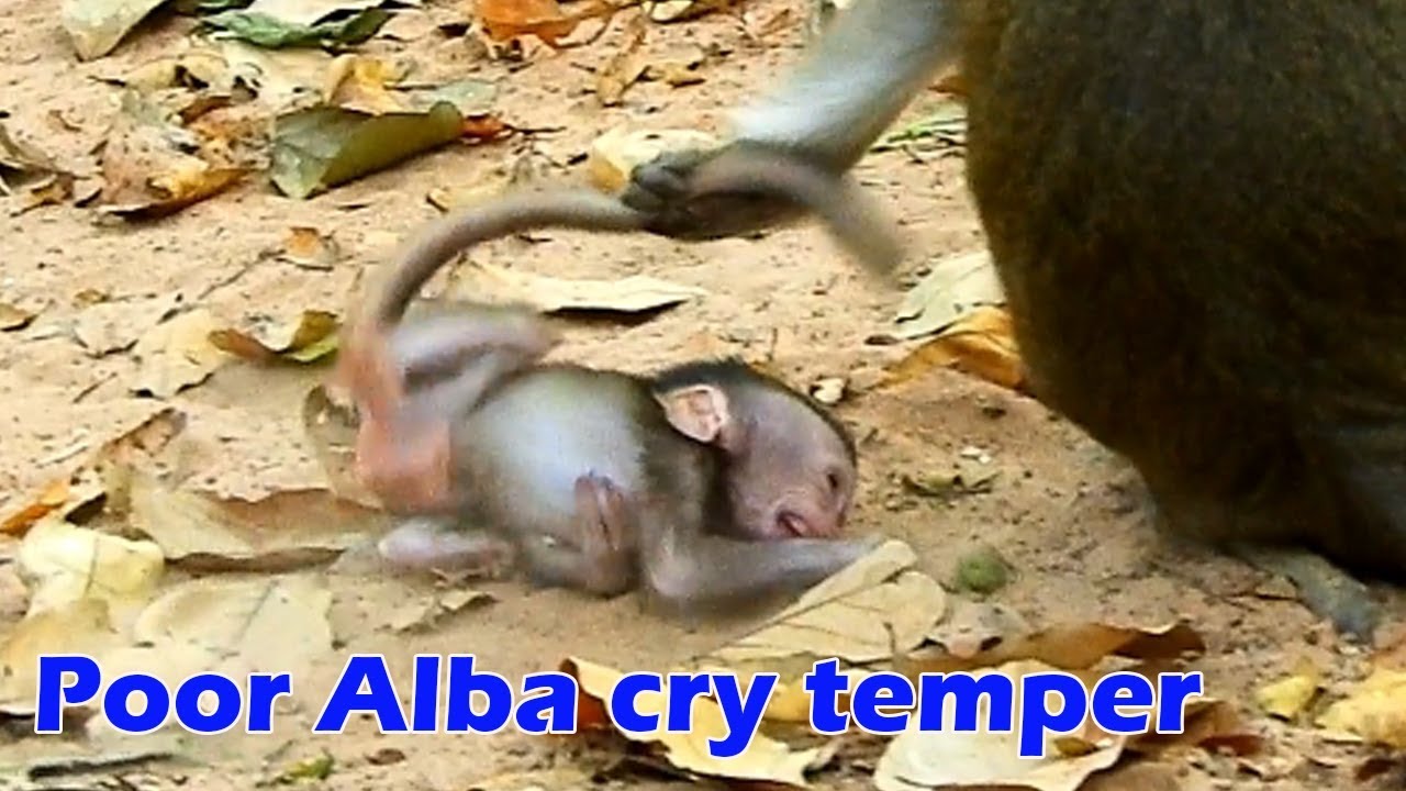 REAL HATE ACTION ! Poorest baby Alba cry convulsive around mom, Why mom Anna hate Alba like this