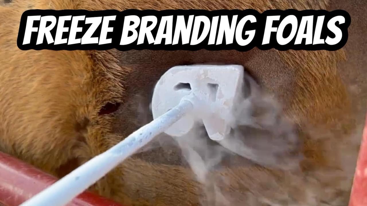 The Reality of Freeze Branding Horses: What to Expect - YouTube