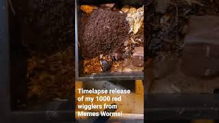 🗣🗣Release the worms!