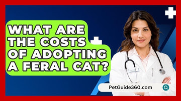 What Are The Costs Of Adopting A Feral Cat? - PetGuide360.com