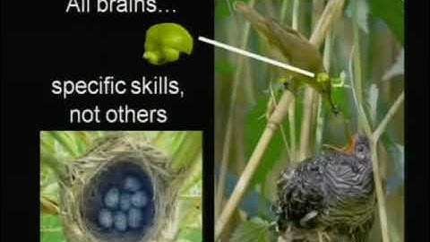 Public lecture by A Dornhaus: Evolution of mind and brain