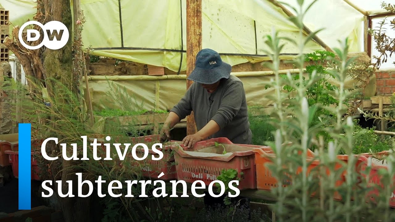 Sayaris y Walipinis, las huertas bajo la tierra del Altiplano