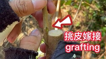 如何嫁接荔枝果樹？教你挑皮嫁接，此方法成活率高，親和性好     How to grafting lychee fruit trees? Teach you to pick skin grafting
