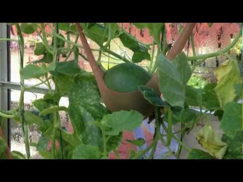 Growing melons vertically in a greenhouse