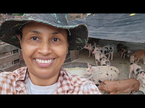 Sustentabilidade na Criação de Leitões, Desmame e MORINGA.