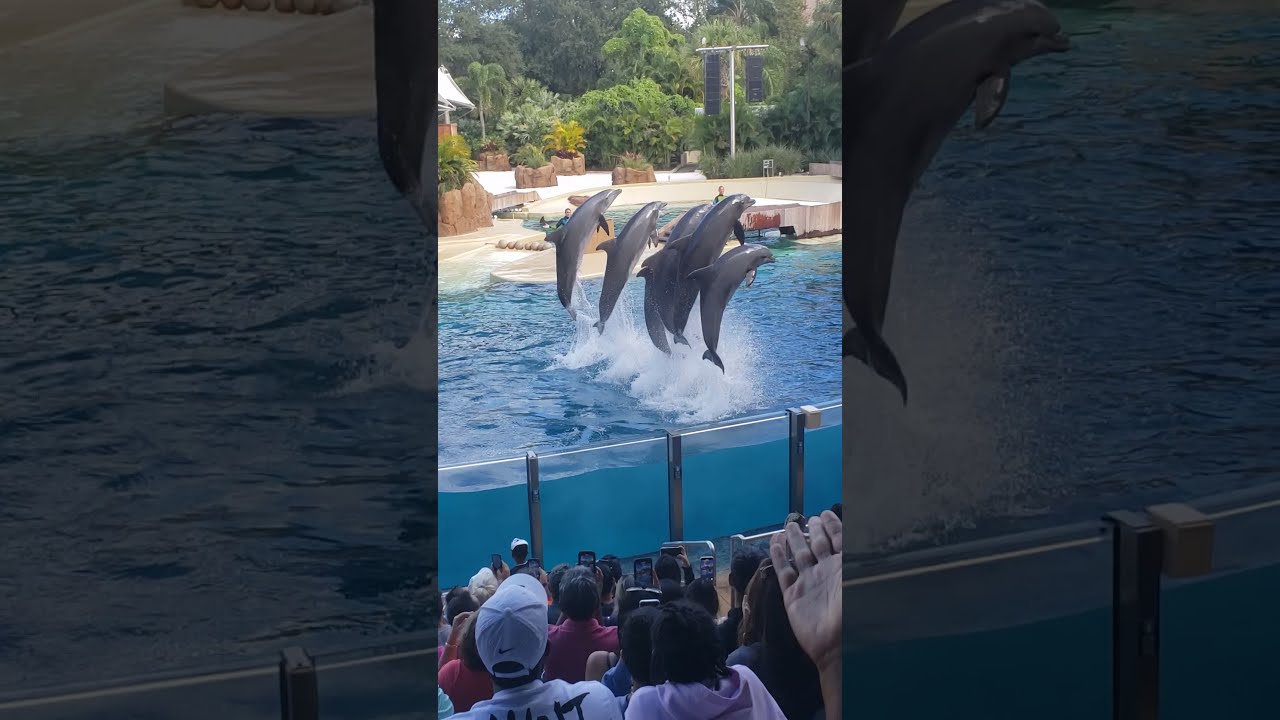 Enjoying The Dolphins In Aquarium Dolphin Disfrutando De Los Delfines En El Acuario Delfin Show