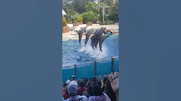 Enjoying The Dolphins In The Aquarium Dolphin Disfrutando De Los Delfines En El Acuario Delfin Show 