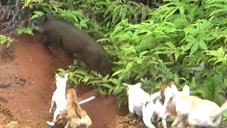 PERBURUAN DI AKHIR TAHUN 2025 DI TALAGO LAWEH ||AMAZING HUNTING  ||WILD BOAR HUNTING