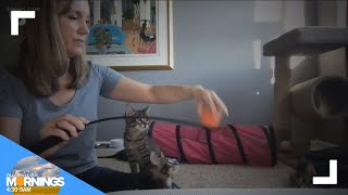 Petline 9: 5 kittens looking for new homes