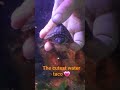 baby turtle cutest over load 😍 #babyturtle #razorback #followme #ajandtheexotics